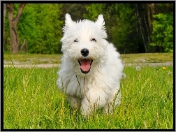 Pies, West Highland White Terrier